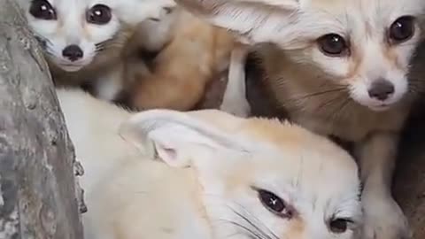 Baby Fennec Foxes.