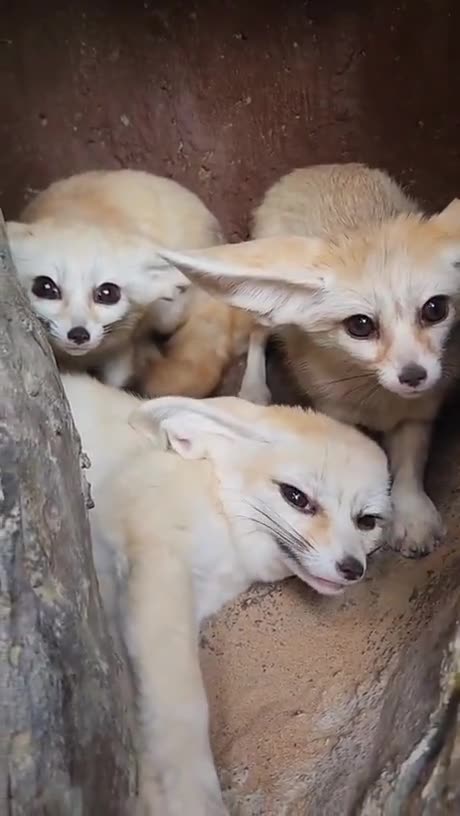 Baby Fennec Foxes.