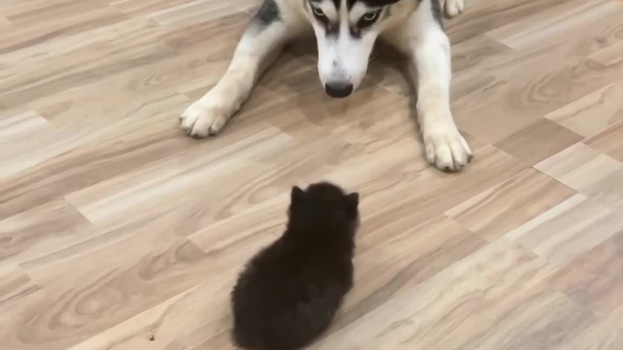 Too cute to handle! 💞