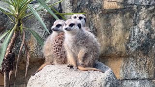 Meerkats