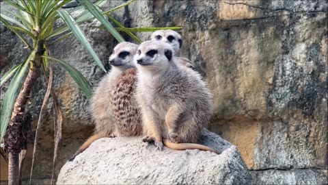 Meerkats