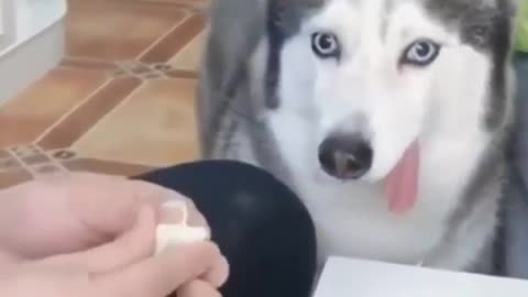 DOG A86