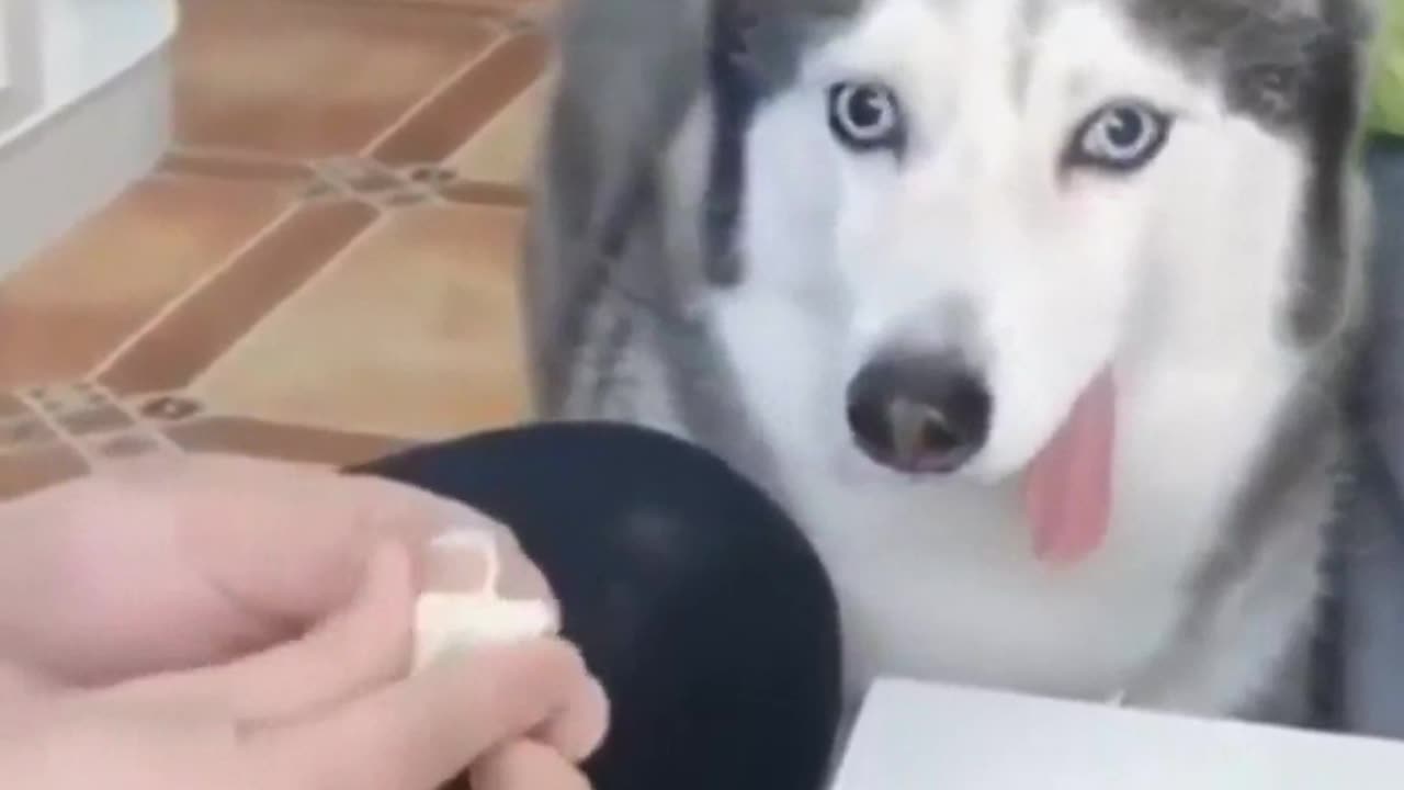 DOG A86