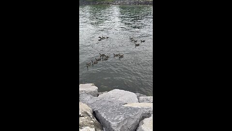 Gang Of Seagulls 😍😍 P5