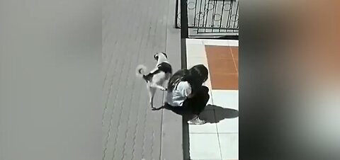 The funniest animals