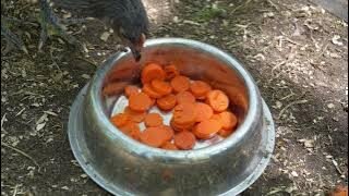 Chicks pick at carrots. Not too sure about them.