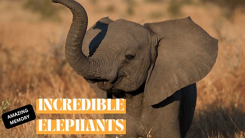 Elephants Big Brains, Big Hearts, and Even Bigger Appetites!