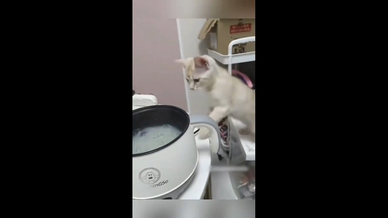 Cucumber Scares