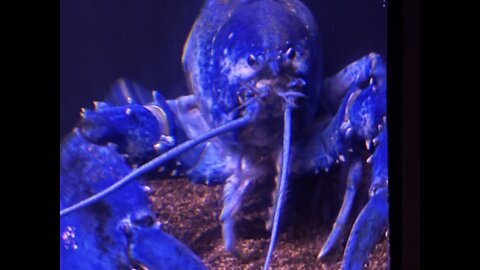 Say Hello To My Shiny Purple Lobster ….