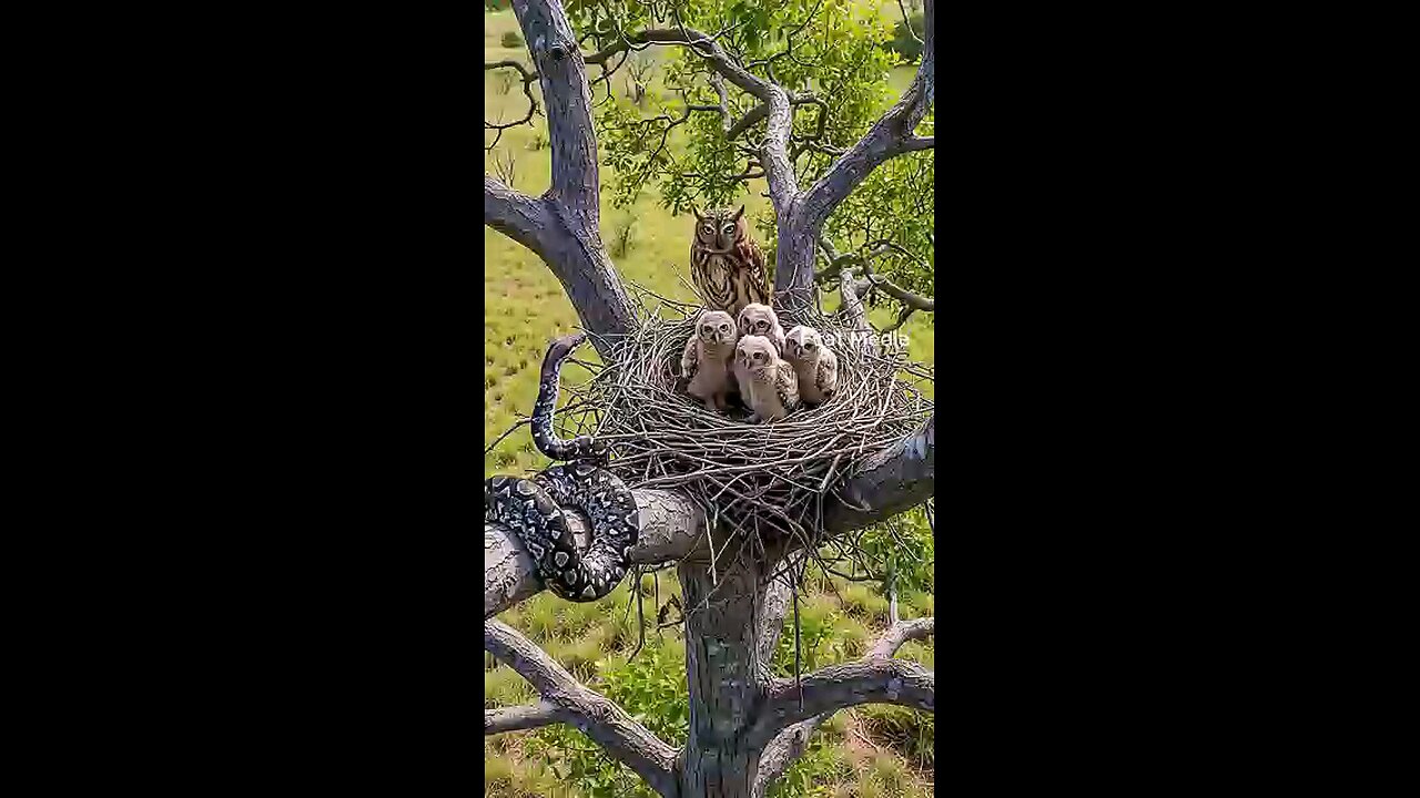 Owl protects its young from snack attack