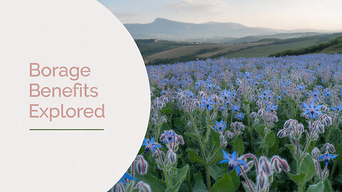 What Makes Borage So Special? The Amazing Medicinal Benefits!