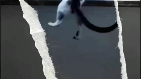 cat Comedy