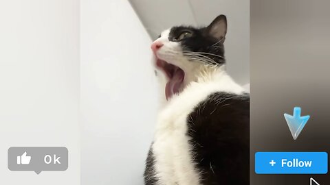 You Won’t Believe What This Cat Did!