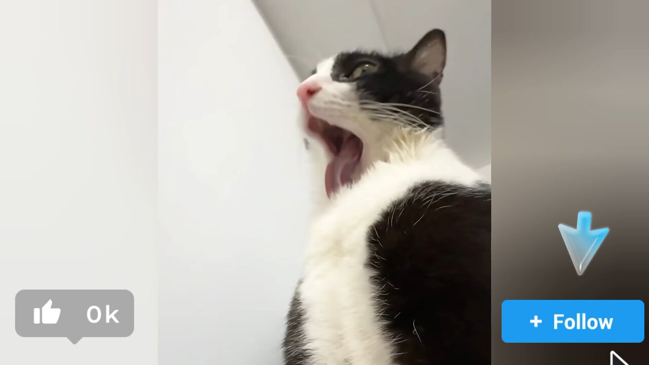 You Won’t Believe What This Cat Did!