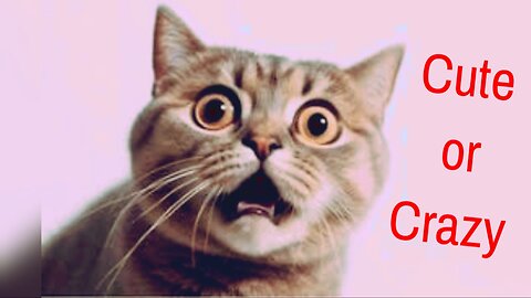"Hilarious Cats 2025 – The Funniest Cat Moments You Must See!"