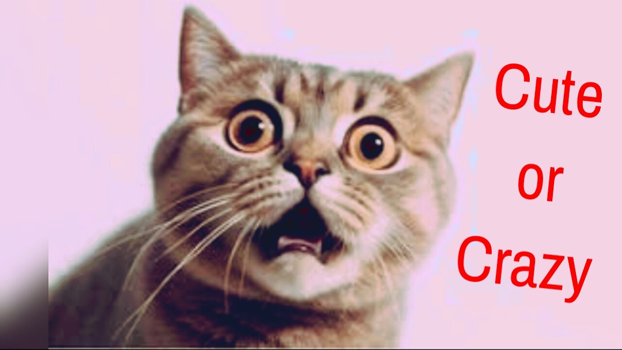 "Hilarious Cats 2025 – The Funniest Cat Moments You Must See!"