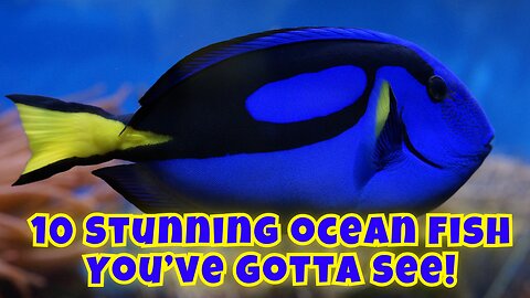Rainbow Reef: 10 Colorful and Beautiful Fish of the Ocean. 🐠