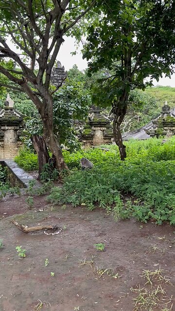 Monkey Trades Phone for Food