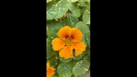 Most beautiful nature in my life please watching this video and injoy