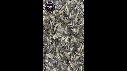 Sun flowers seed business