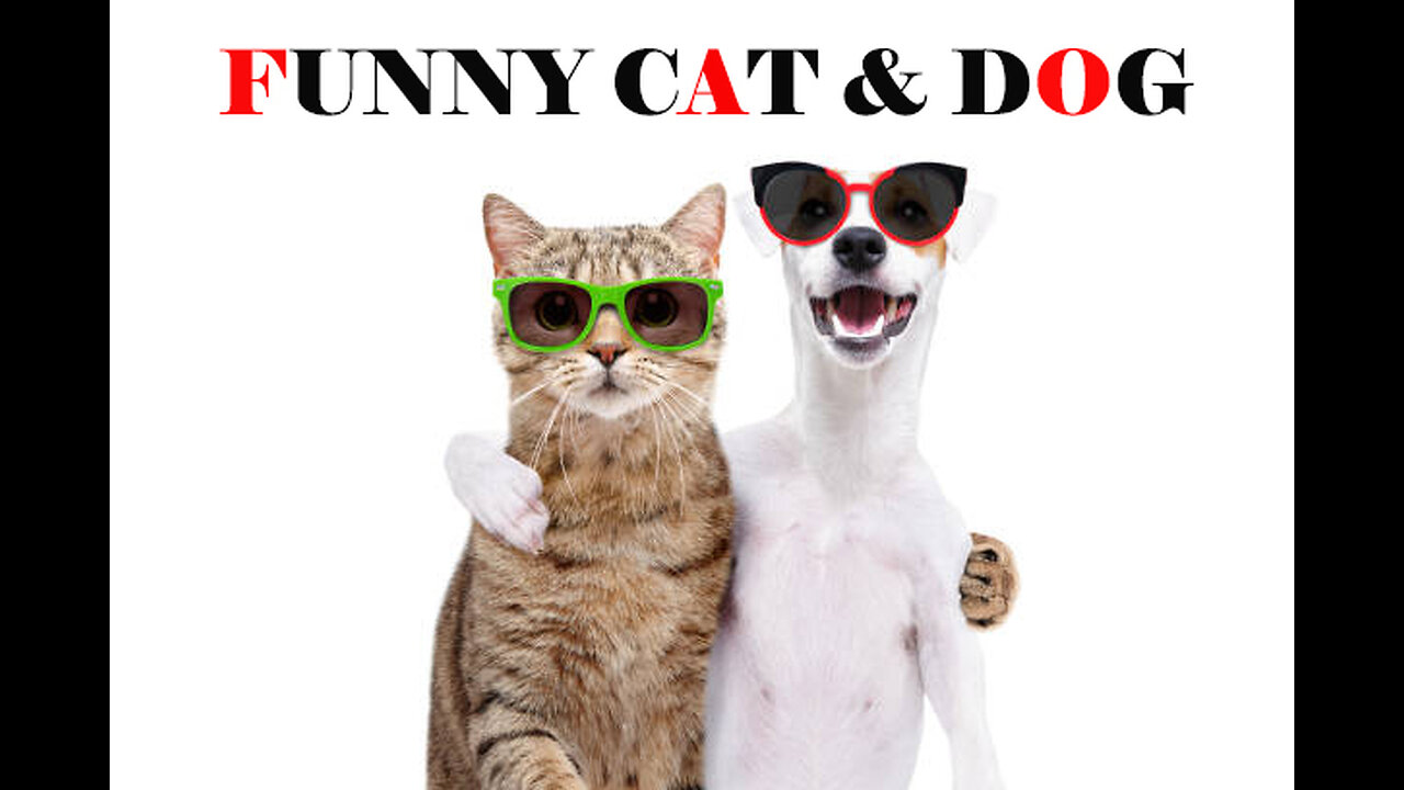Funny Cat & Dog