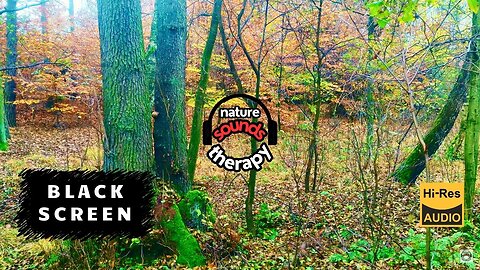 BLACK SCREEN Instant DEEP RELAXATION�Soothing Forest White Noise, Birdsong & Moss Scent 4K Ultra HD