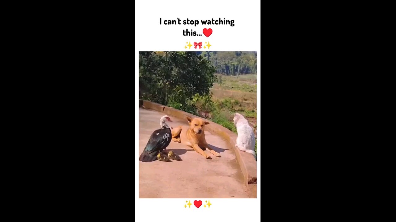 I can't stop watching it.. can u? ✨🥺❤😂