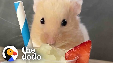 Hamster Destroys Almost Everything His Dad Feeds Him | The Dodo