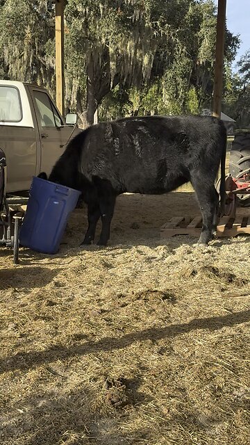 Cow eats out of trash after jail break
