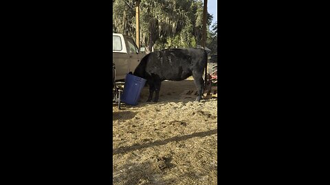 Cow eats out of trash after jail break