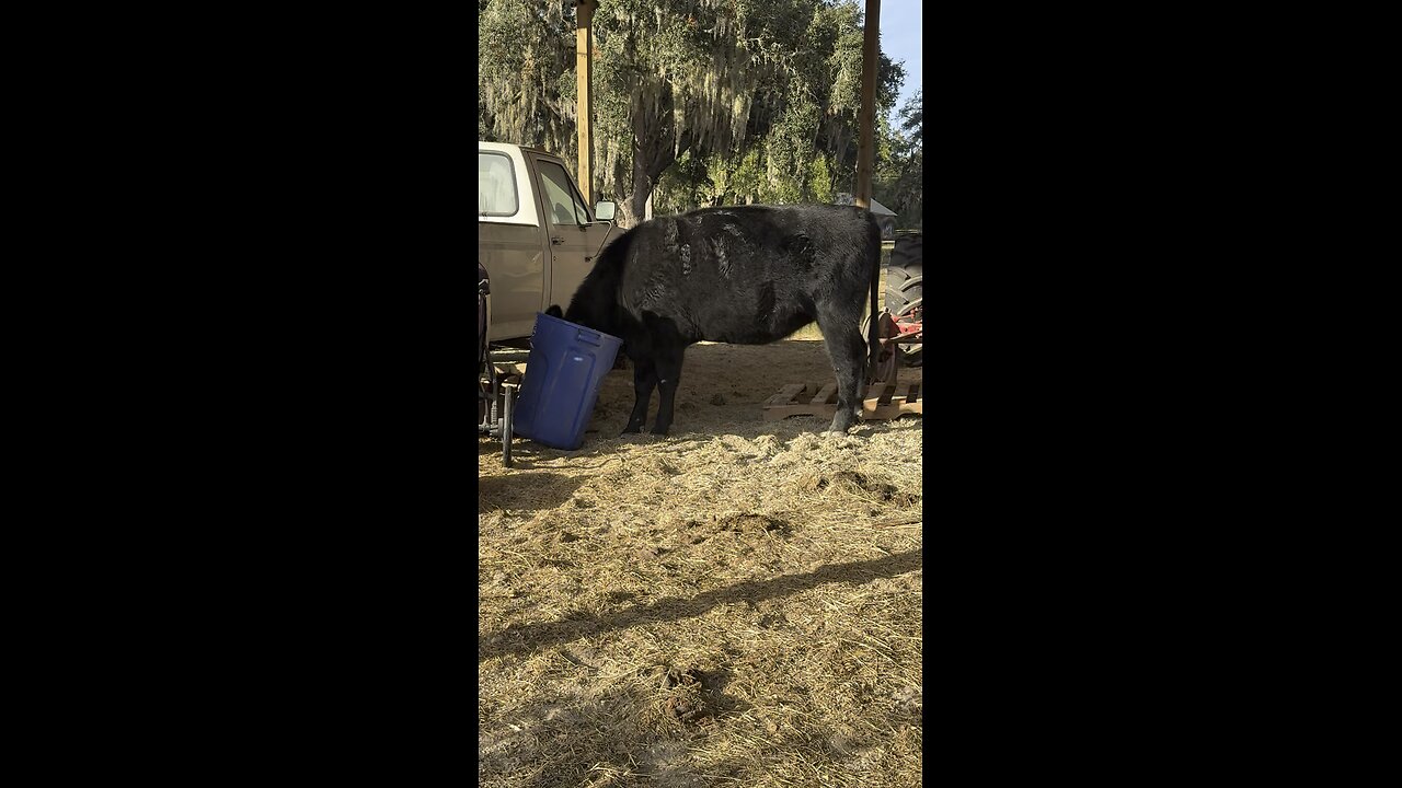 Cow eats out of trash after jail break