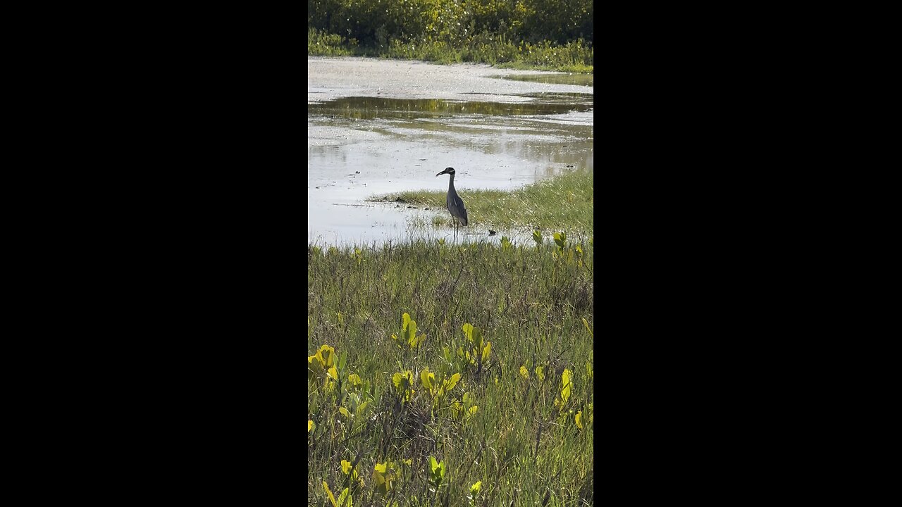 Tigertail Lagoon Is Teaming With Life! | 4K