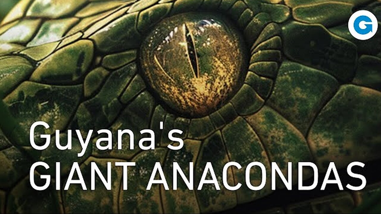 A Deadly Encounter in the Wild: Guyana's Giant Anacondas | Wildlife Documentary