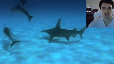 Dolphins Save Swimmer From A GREAT WHITE SHARK