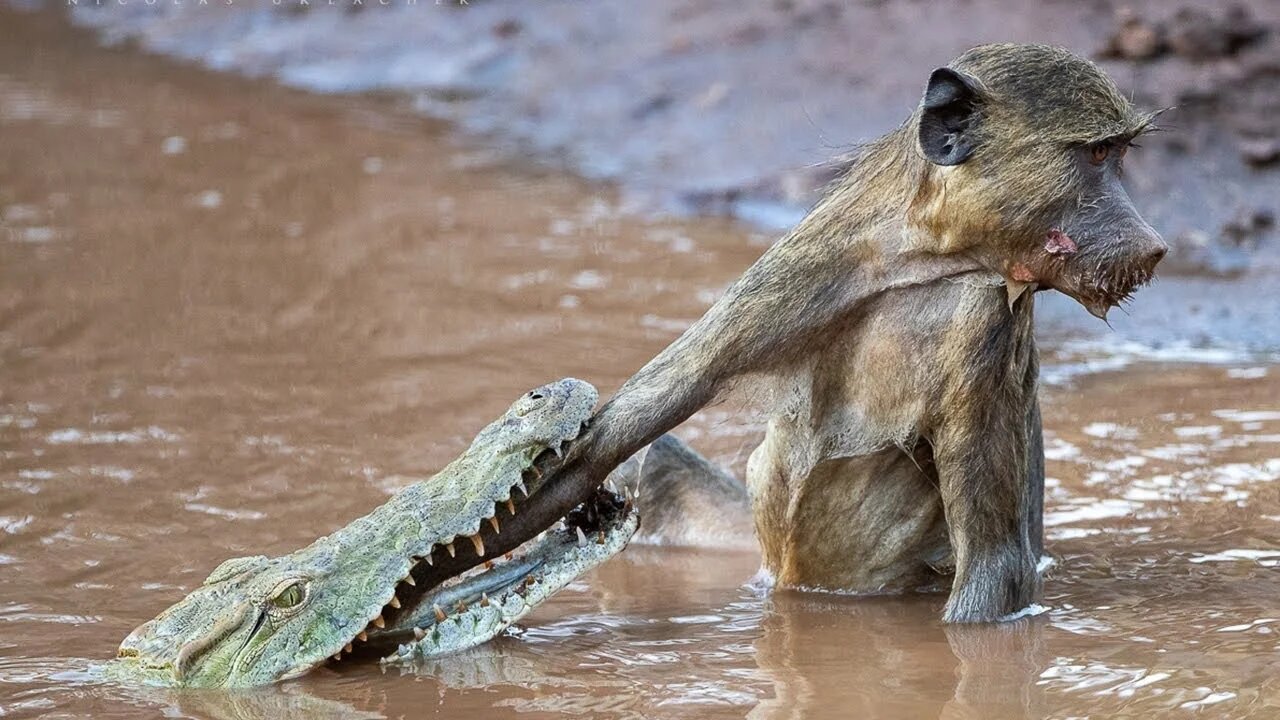The baboon just approached the river, but was attacked by a crocodile the next second