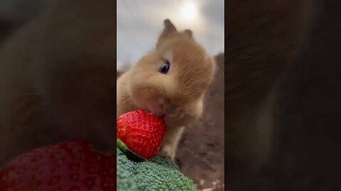Cute little rabbit who loves to eat strawberries. Rabbit. Cute little pastoral pet.