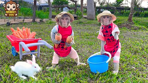 YiYi and YinYin are busy taking care of rabbits and plants at the coffee farm