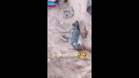 Briga pesada