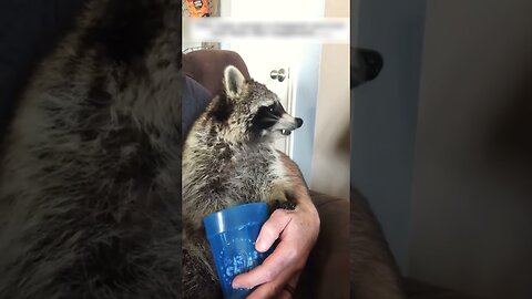 The raccoon waited for a man outside the door every day and became his best friend