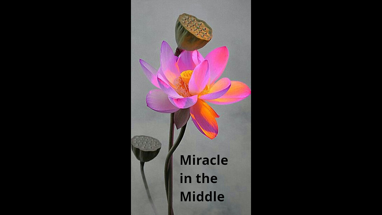 Sandra 💥 455 ~ Miracle in the Middle