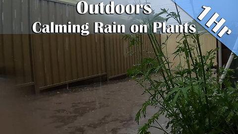 1 Hour of Australian Rainstorm Ambience | Soothing Rain on Plants for Sleep, Study & Relax