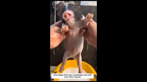 ​He Adopted a Piglet, and Now He Can't Imagine Life Without Him