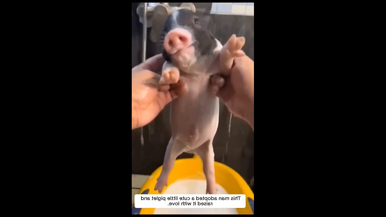 He Adopted a Piglet, and Now He Can't Imagine Life Without Him