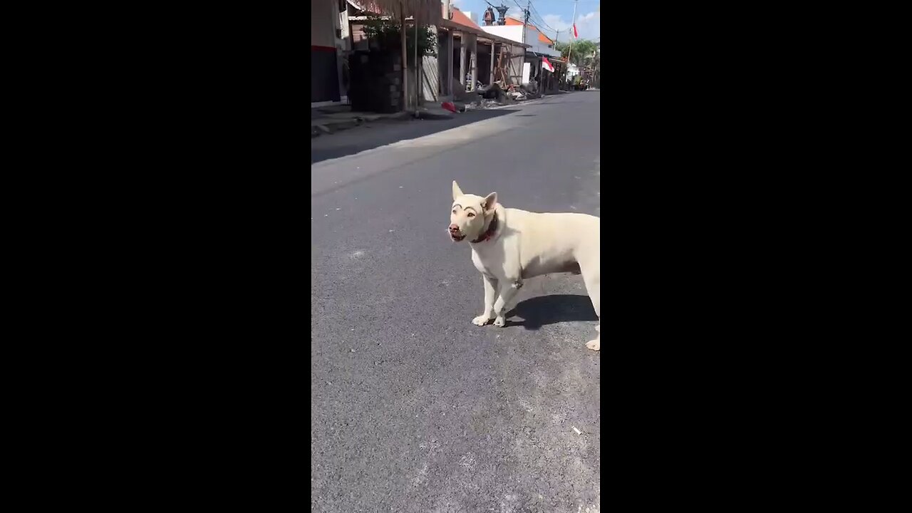 Funny animal videos I sincerely hope you enjoy it; please follow