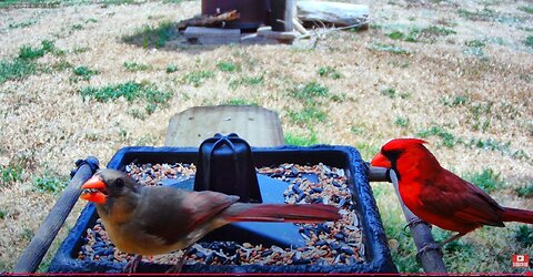 Florida Bird Feeder SWFL Live Camera HD