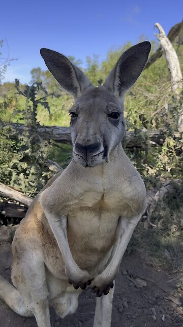 Beautiful kangaroo