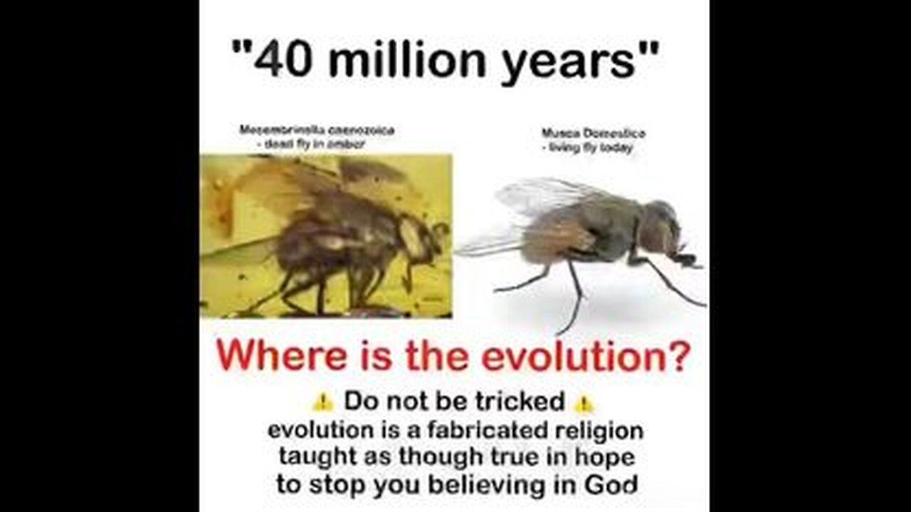 DO YOU STILL BELIEVE IN THE EVOLUTION LIE⁉️