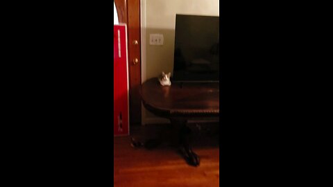 Smacking Cats