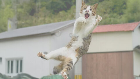 Silliest Cats on Earth 😂 Funny Cats Videos 2025