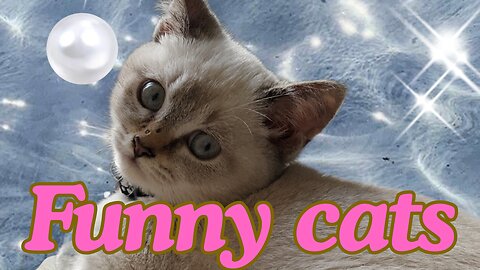 Funniest Animal Moment of the Day 🐾🤣